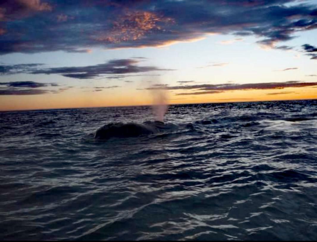 El Canto De La Ballena Bungalow 2 Niveles Puerto Pirámides Kültér fotó